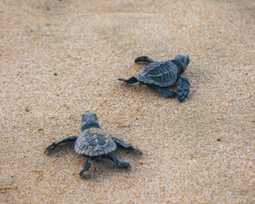 agencia-de-viajes-arenha-vacaciones-v-004 agencia-de-viajes-arenha-vacaciones-v-004